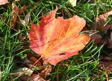 Herbststimmung-10-09 044.jpg